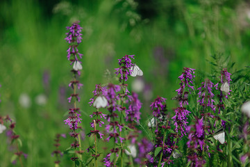 White butterfly on a purple flower