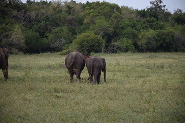 Elefanten im Minneriya Nationalpark