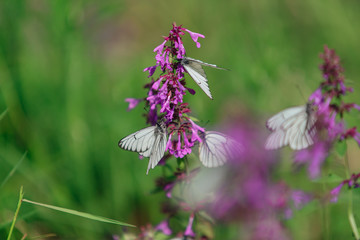 White butterfly on a purple flower