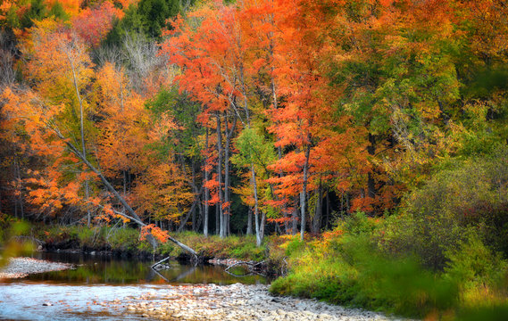 Autumn trees by stream in Vermont