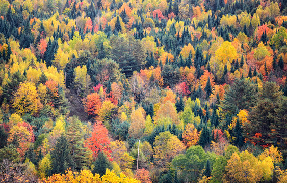 Canopy of Autumn trees in Rural Vermont