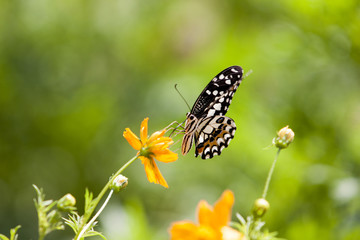 Butterflies and flowers