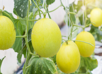 Yellow melon growing in a greenhouse