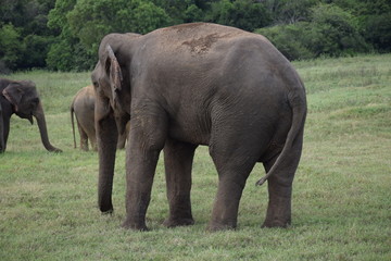Fototapeta na wymiar Elefanten im Minneriya Nationalpark