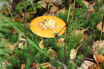 Natural wallpaper - edible mushrooms in autumn forest