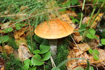 Natural wallpaper - edible mushrooms in autumn forest