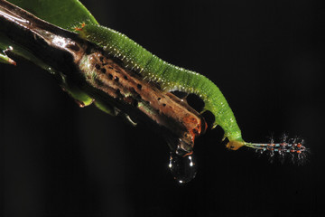 Lagarta Borboleta-pygas-oitenta-e-oito (Paulogramma pygas) | Caterpillar  fotografado em Guarapari, Espírito Santo -  Sudeste do Brasil. Bioma Mata Atlântica.