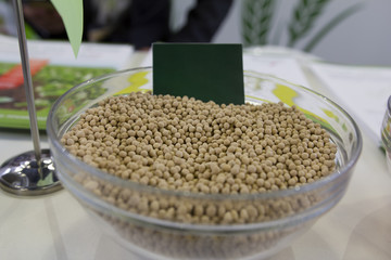 Genetically modified millet in the glass saucer agricultural concept