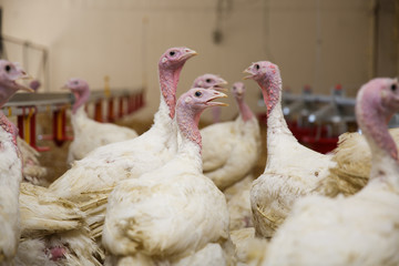 Turkey on a farm , breeding turkeys.