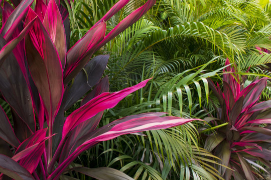 Cordyline Fruticosa on its pink form. Beautiful lansdcape, rich vegetation.