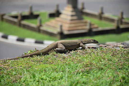 Bindenwaran,Varanus salvator