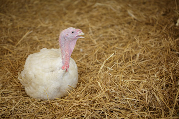 turkey on hay