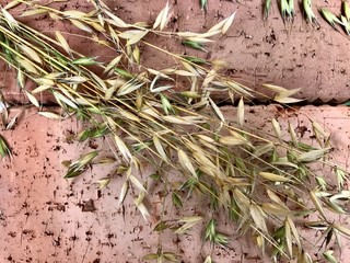 Oats on a texture brick. Harvested crop