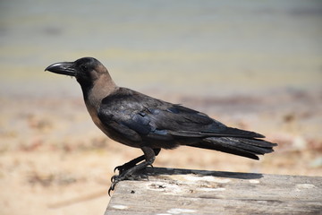 Glanzkrähe, Corvus splendens