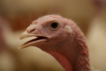 Portrait Head of turkey