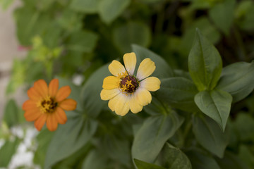 Two warm color flowers poping up of green leaves.