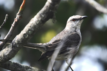 Sabiá-da-praia (Mimus gilvus) | Tropical Mockingbird  fotografado em Guarapari, Espírito Santo -  Sudeste do Brasil. Bioma Mata Atlântica.