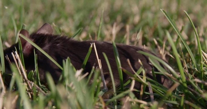 Field mouse wandering through gras - extreme close up