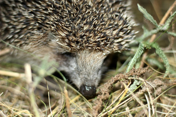  hedgehog in search of food
