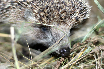  hedgehog in search of food