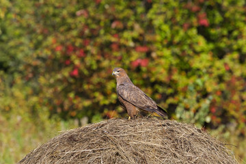 Buzzard on the haystack. 