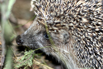 hedgehog in search of food