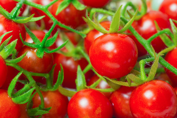 Fresh cherry tomato in side view. Close up lovely cherry tomato for background or wallpaper. Prepare fresh cherry tomato for home cooking look so delicious. Macro concept foe background and textured.