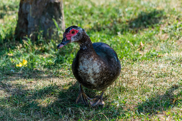 Canard de barbarie ou canard musqué.