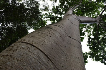 Stamm von Botanischer Garten in Cavanillesia platanifolia,