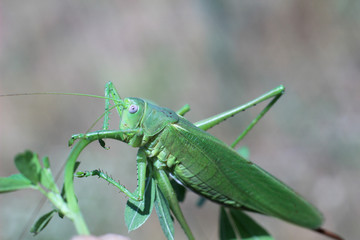 locusts on the grass