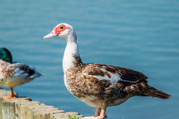 Canard de barbarie ou canard musqué.