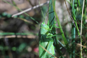 locusts on the grass