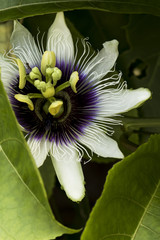 Sunlight, flowers, a beautiful structure going inside the sea. A wonderful view of a summer day. South american flower macro shoot. Beautiful passiflora with shades of white and purple.
