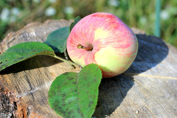 still life with Apple on a stump