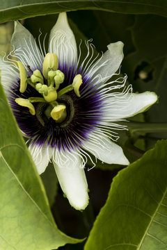 Sunlight, flowers, a beautiful structure going inside the sea. A wonderful view of a summer day. South american flower macro shoot. Beautiful passiflora with shades of white and purple.