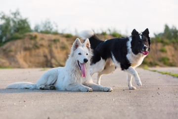 portrait of a border collie and a white German shepherd