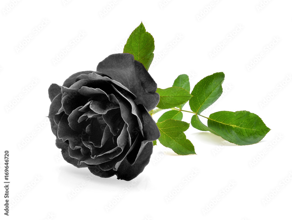 Wall mural black rose isolated on white background