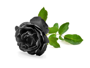 Naklejka premium black rose isolated on white background