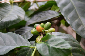 Kaffeestrauch, Bohne