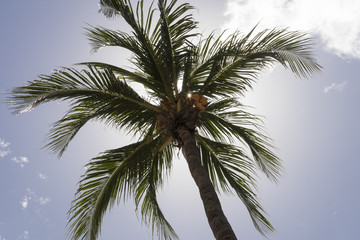 Fototapeta na wymiar Nice photography of a coconut palm tree from bellow.