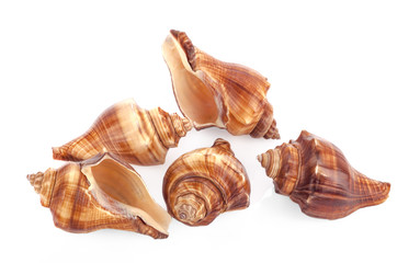 shells isolated