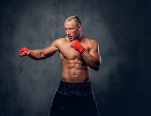 Obraz na płótnie Canvas Shirtles boxer over grey background.