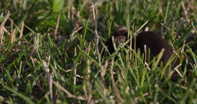 Field mouse nibbling on food - slow motion - close up