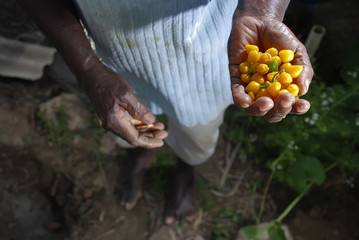 Comunidade Quilombola de Presidente Kennedy (Quilombolas) | Presidente Kennedy Quilombola Community