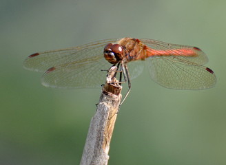 Feuerlibelle