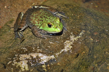 Frog