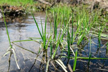 The first spring grass in water.