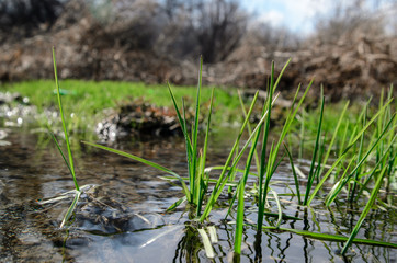 The first spring grass in water.