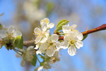 Fleurs de pommier