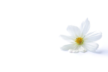 Fototapeta na wymiar white cosmos flower isolated